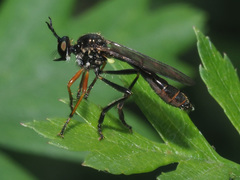 Dioctria rufipes