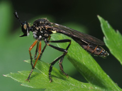 Dioctria rufipes