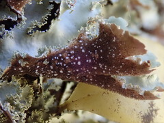 Pseudocyphellaria wilkinsii