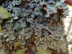Pseudocyphellaria wilkinsii