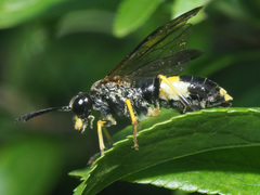 Tenthredo temula