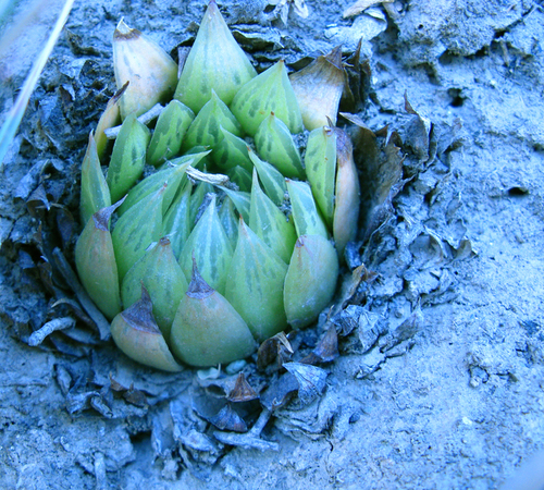 Haworthia mucronata
