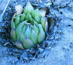 Haworthia mucronata