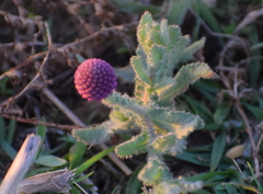 Sphaeranthus indicus