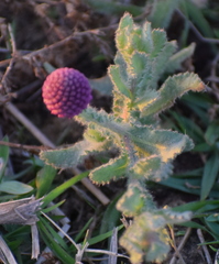 Sphaeranthus indicus
