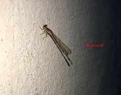 Enallagma semicirculare