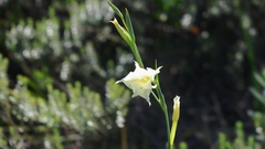 Gladiolus albens