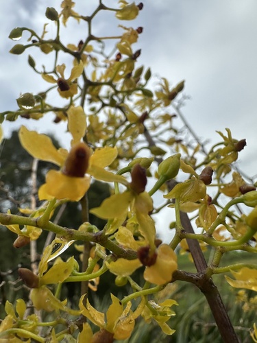 Cyrtochilum murinum, photograph 4