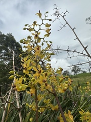 Cyrtochilum murinum, photograph (c) Nicolás Baresch Uribe, some rights reserved (CC BY)