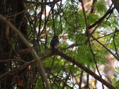 Cyornis hainanus