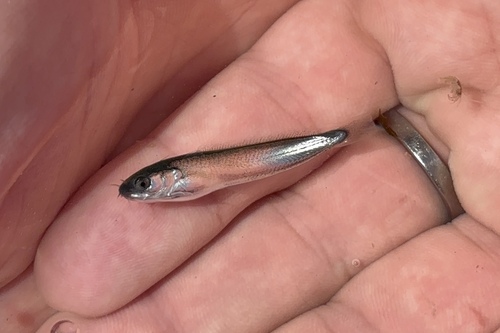 Ciliata mustela