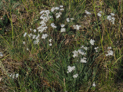 Gypsophila fastigiata