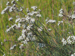 Gypsophila fastigiata