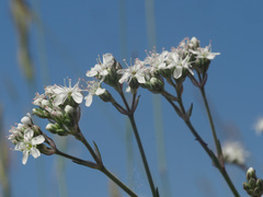 Gypsophila fastigiata