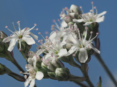 Gypsophila fastigiata