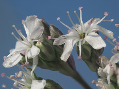 Gypsophila fastigiata