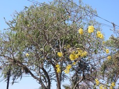 Tabebuia