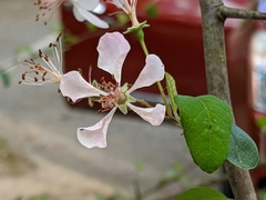 Malus angustifolia