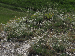 Gypsophila fastigiata