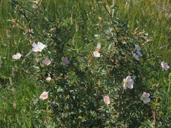 Rosa elliptica