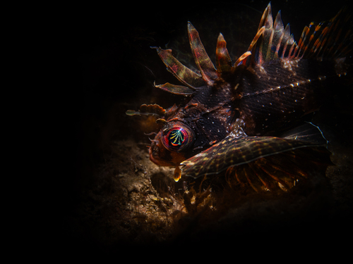 Dendrochirus barberi observed 2026-04-20