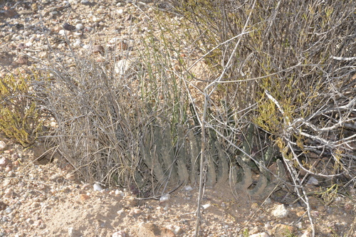 Gonostemon acuminatus (Masson) P.V.Heath 2