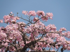 Tabebuia rosea