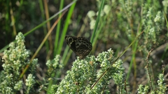 Dira clytus eurina