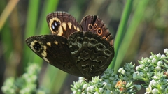 Dira clytus eurina