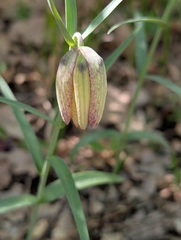 (c) Denis Bastianelli, some rights reserved (CC BY) Fritillaria involucrata, photograph (c) Denis Bastianelli, some rights reserved (CC BY)