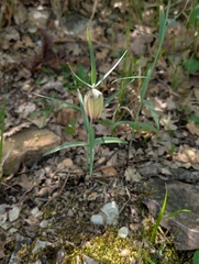 (c) Denis Bastianelli, some rights reserved (CC BY) Fritillaria involucrata, photograph (c) Denis Bastianelli, some rights reserved (CC BY)