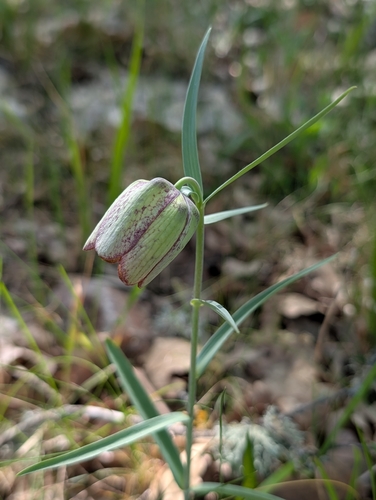 Fritillaria involucrata, photograph 6