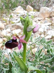 Ophrys ferrum-equinum