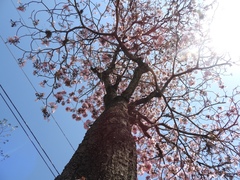 Tabebuia rosea