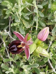 Ophrys ferrum-equinum