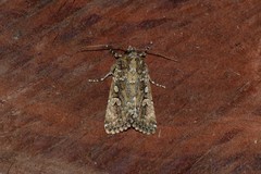 Ectopatria subrufescens