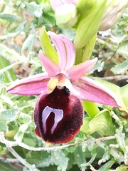 Ophrys ferrum-equinum