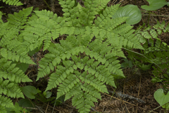Dryopteris amurensis