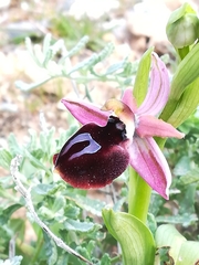 Ophrys ferrum-equinum