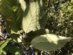 Quercus glauca