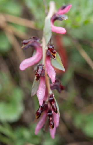 Corydalis ledebouriana (Corydalis ledebouriana)