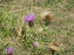 Cirsium ukranicum