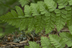 Dryopteris amurensis