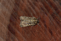 Ectopatria subrufescens