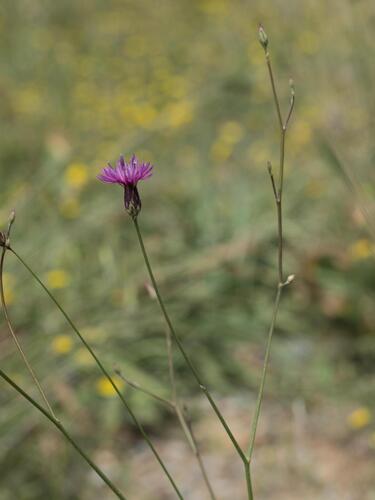 Crupina crupinastrum, photograph 6