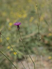 Crupina crupinastrum, photograph (c) Daniel Cahen, some rights reserved (CC BY)