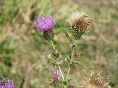 Cirsium ukranicum