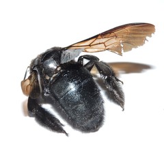 Xylocopa tranquebarorum
