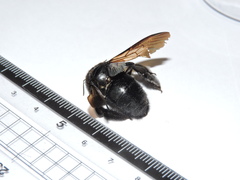 Xylocopa tranquebarorum