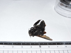 Xylocopa tranquebarorum
